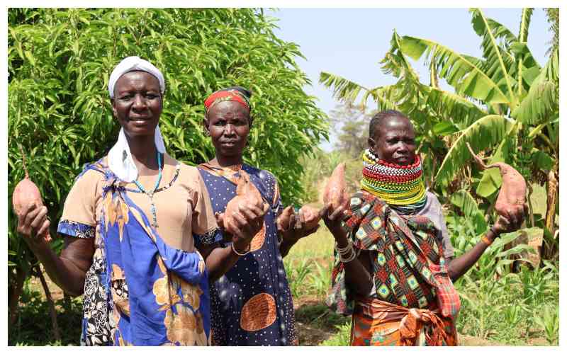 Orange-fleshed sweet potatoes boost Turkana's food insecurity fight