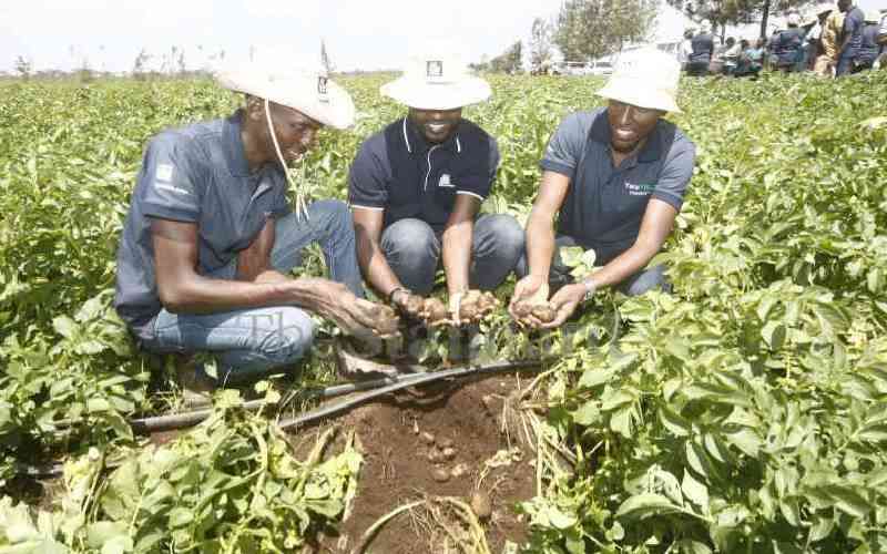 Potato farmers turn to modern tech to beat quality seed shortage