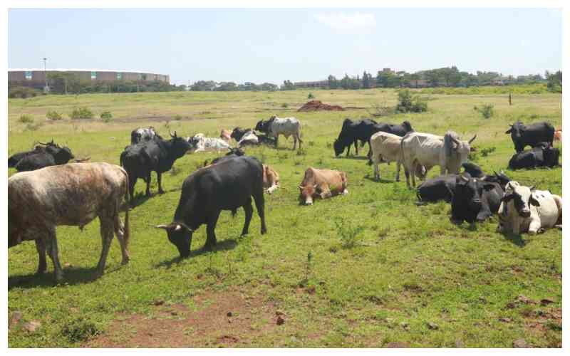 CBPP: The silent lung disease decimating Kenya's cattle