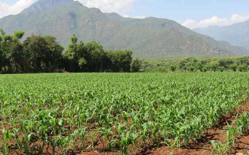 Who owns Kenya? Report shows 2pc control over half of arable land