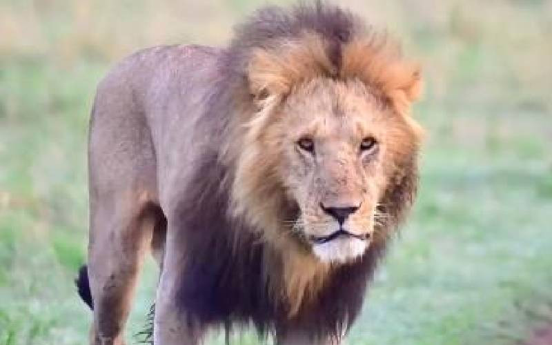 Mystery surrounds death of legendary lions in Maasai Mara