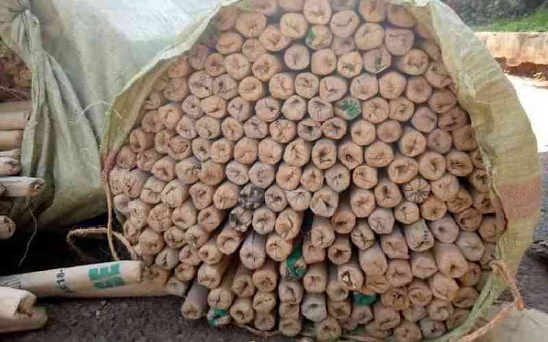 Notorious Mombasa bhang dealer nabbed