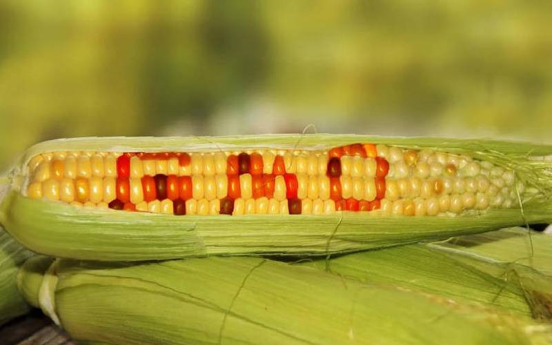 Lawyers claim allowing GMO maize a human rights violation