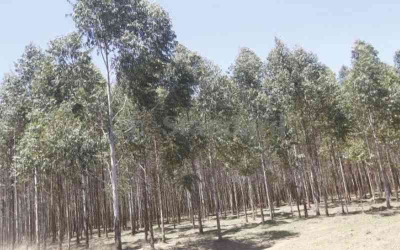 Eucalyptus trees prized for their timber, but are a bane for the environment
