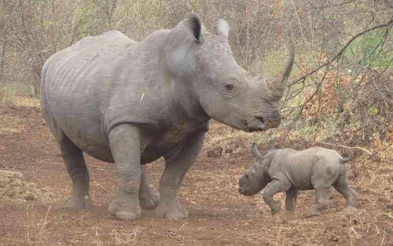 Meru Park celebrates birth of baby rhino: Why it is significant