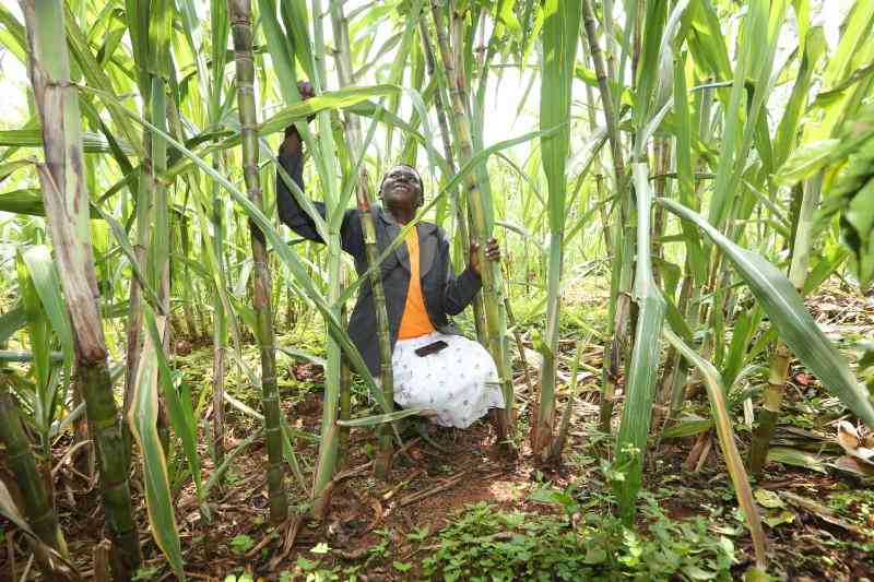 Sugarcane farmers blame AFA of 'siding with cartels' as prices drop