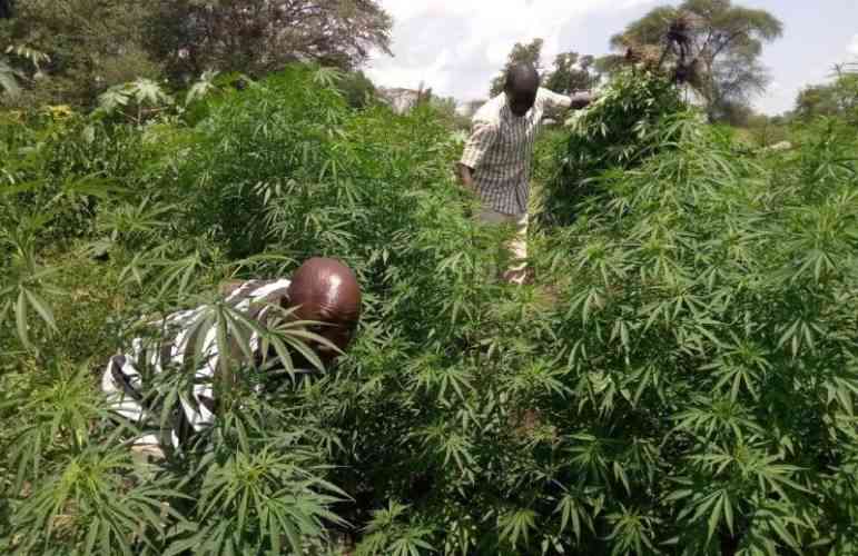 Three-acre bhang plantation worth Sh60 million unearthed in Mwingi