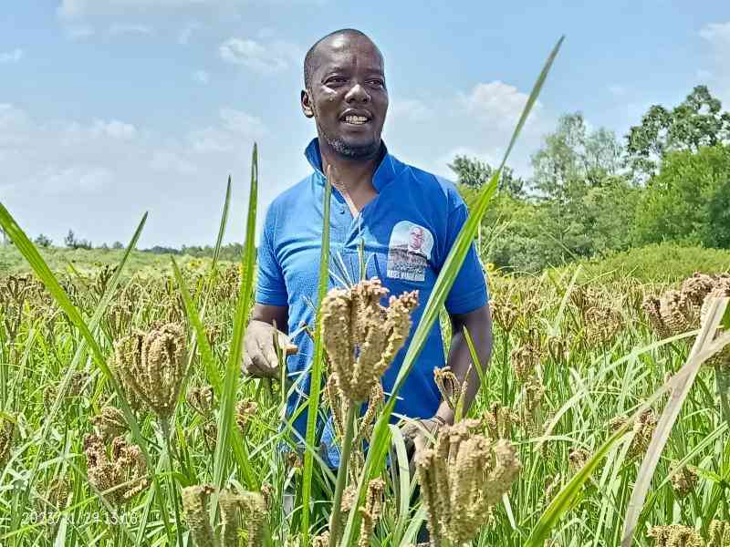 Farmers turn a profit after ditching maize