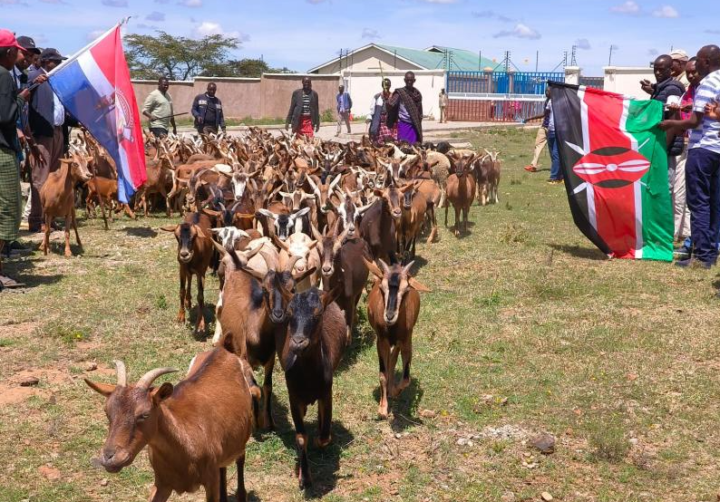 Galla goats give lifeline to struggling pastoralists