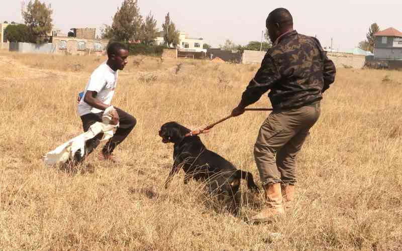 Turning passion into cash: Minting profits from city's dog business