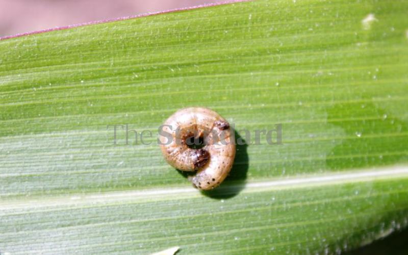 Tackle armyworms to avert food shortage