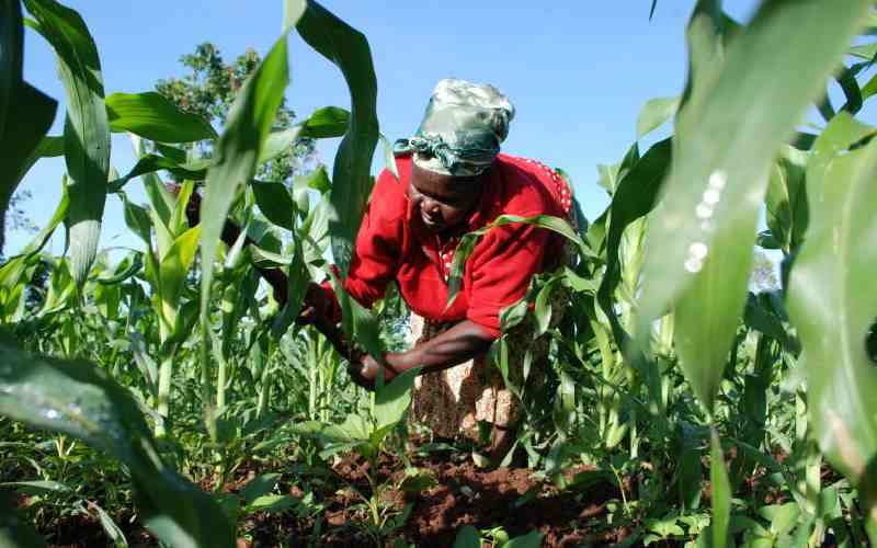 Farmers at crossroads over delayed rains