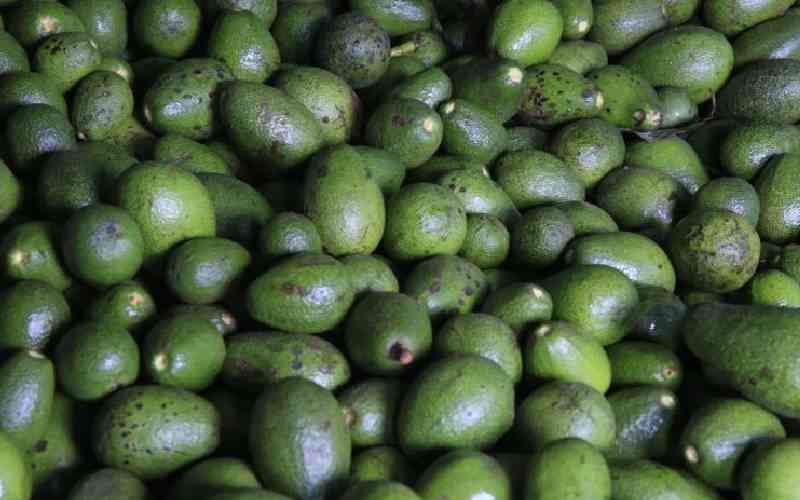 Relief for farmers as avocado exports resume on March 1
