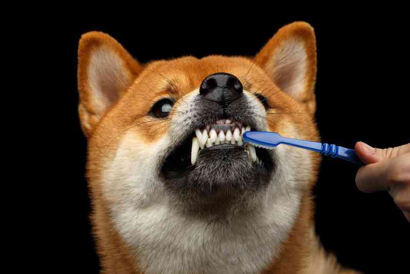 Tips on dental care for dogs