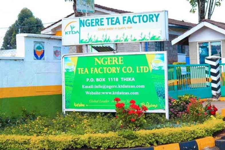 KTDA factories earn Sh772 million as weekly tea sales decline