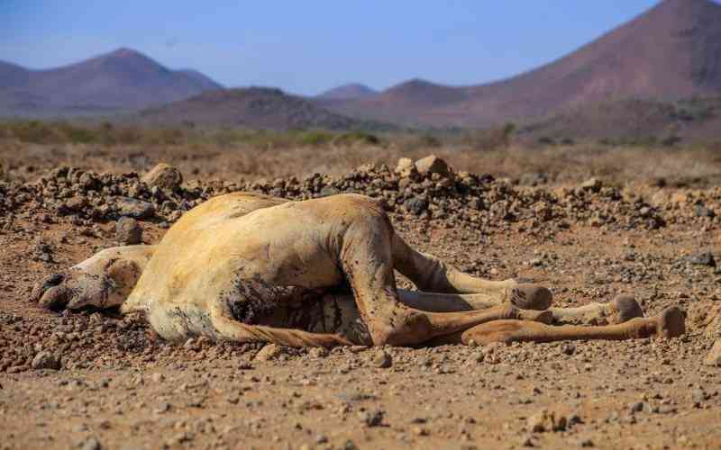 No need to panic, Kindiki says as drought bites