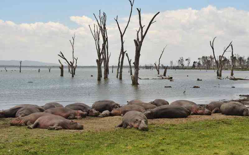 Hippos kill two flower farm workers in Lake Naivasha