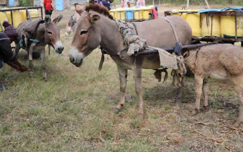 Report: Demand for donkey skins fuels livelihood crisis for women, children