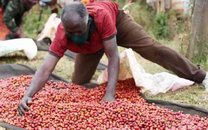 Three coffee brokers led in the auction in the provision of volumes