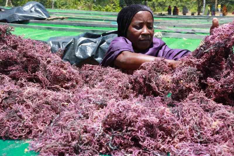 Kwale plans to go big with seaweed farming