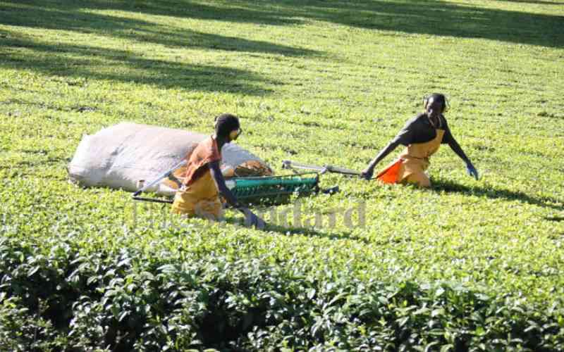 Governor Mutai now seeks to mediate row over tea picking machines