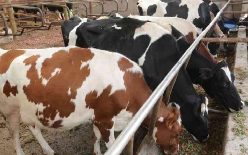 How rising costs put dairy businesses in Trans Nzoia under pressure