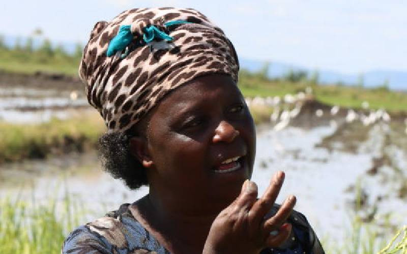 Mwea rice farmers grapple with apple snail invasion