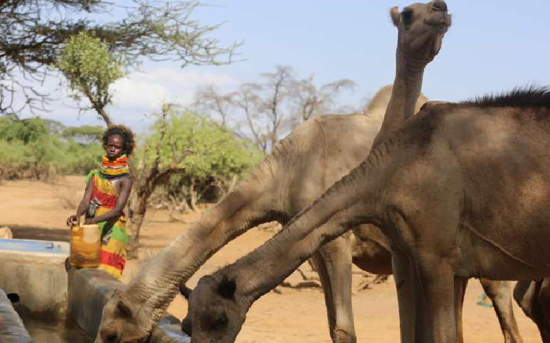 Turkana governor appeals for UN intervention over biting drought