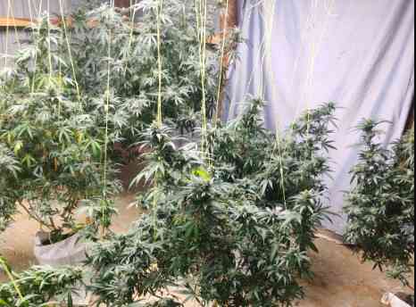 Police raid house in Eldoret Elgon View estate, find potted cannabis sativa plants