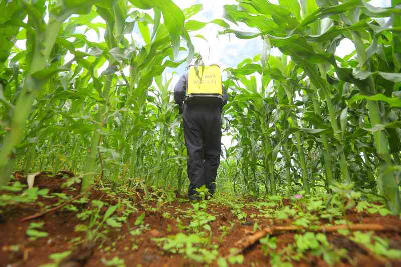 Decades and depths of research Kenya has invested to develop GMO crops