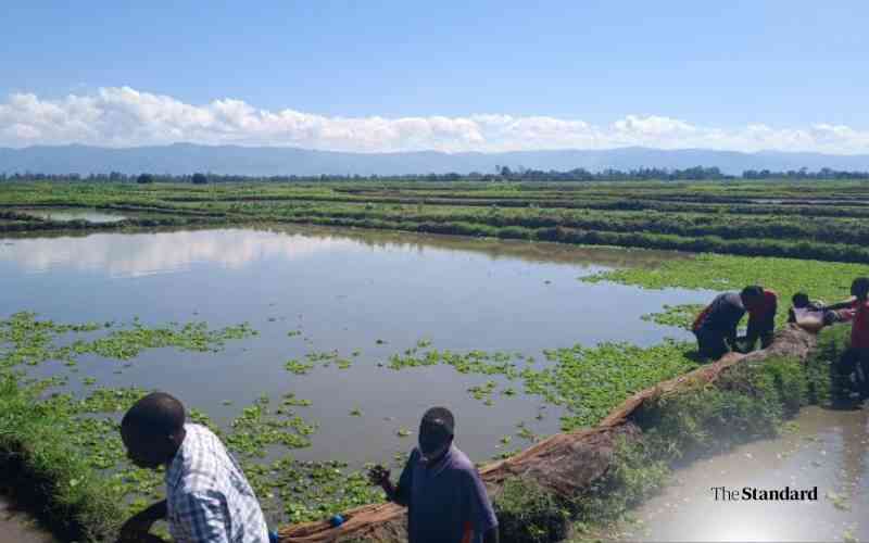Data-driven farming in Kenya b...
