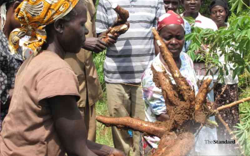 Eight new GMO cassava varieties set for final trials