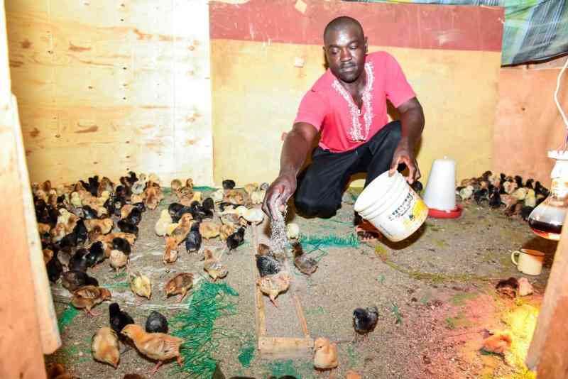 Kirinyaga Poultry Farmers Profit from Hatching Ventures