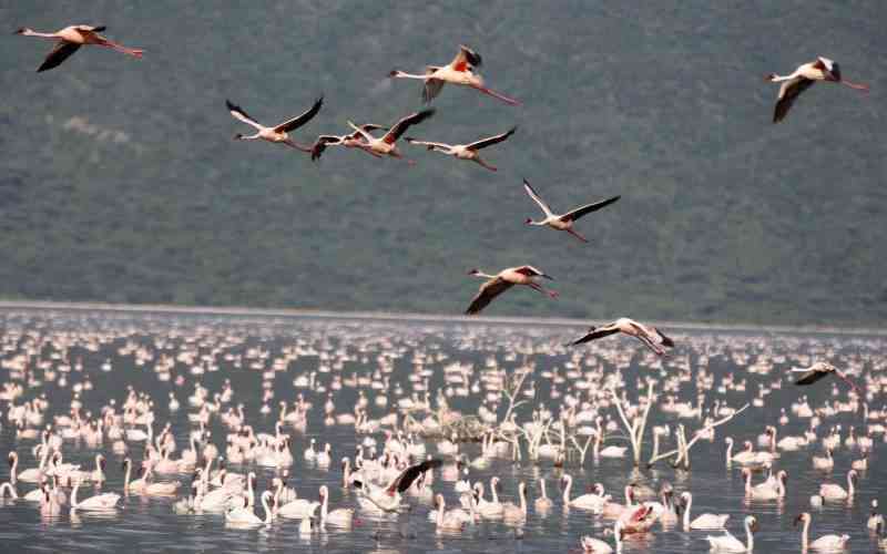 The science behind Kenya's transforming alkaline lakes