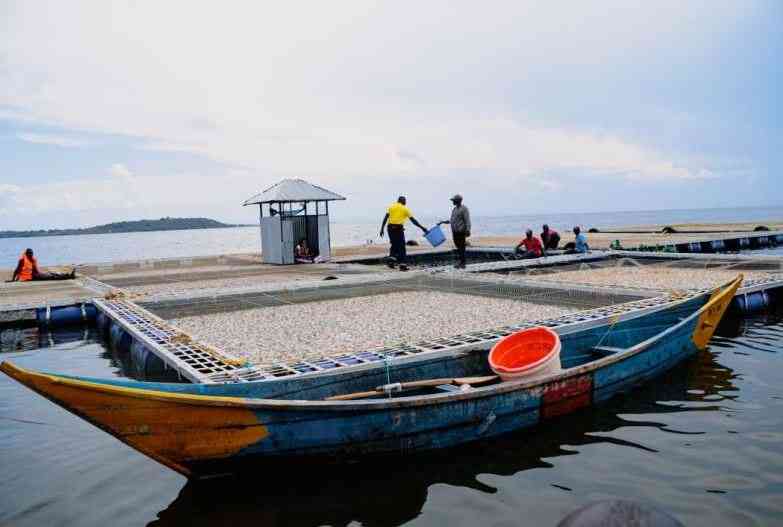 Millions of fish die as pollution, diseases hit Lake Victoria farms