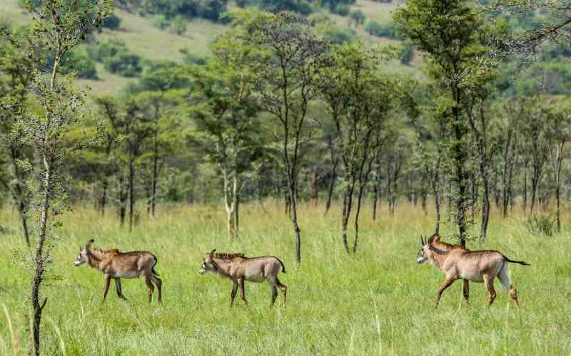 Roan antelope numbers increase 25-fold, thanks to wildlife sanctuary