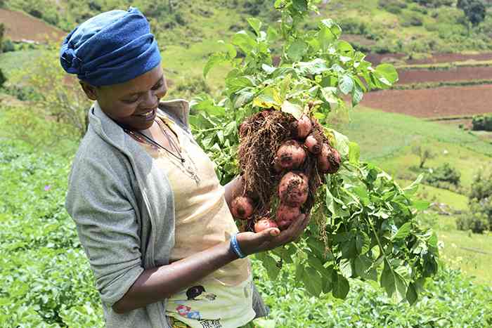 IFDC: banking on data to develop sustainable food value chains