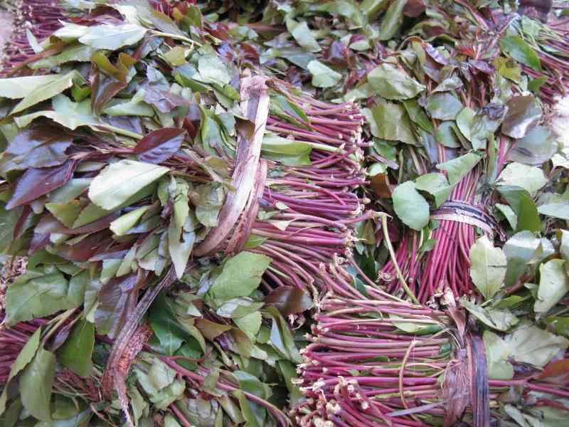 State sets up miraa, muguka pricing committee