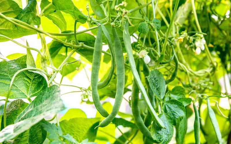 How to grow healthy beans and manage gas