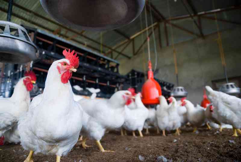 Raising broilers from chicks to slaughter