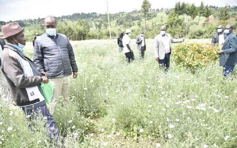 State to distribute 1.8 billion pyrethrum seedlings to farmers