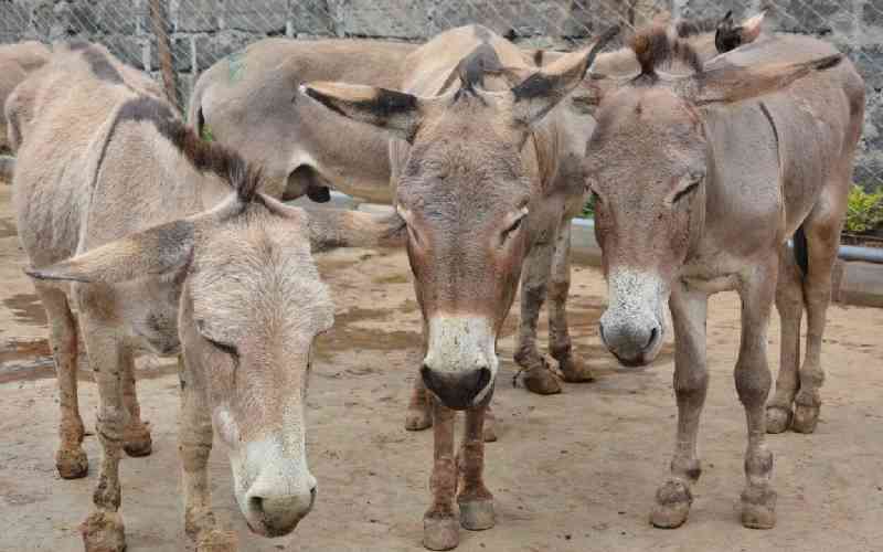 Naivasha residents raise the alarm over donkey theft