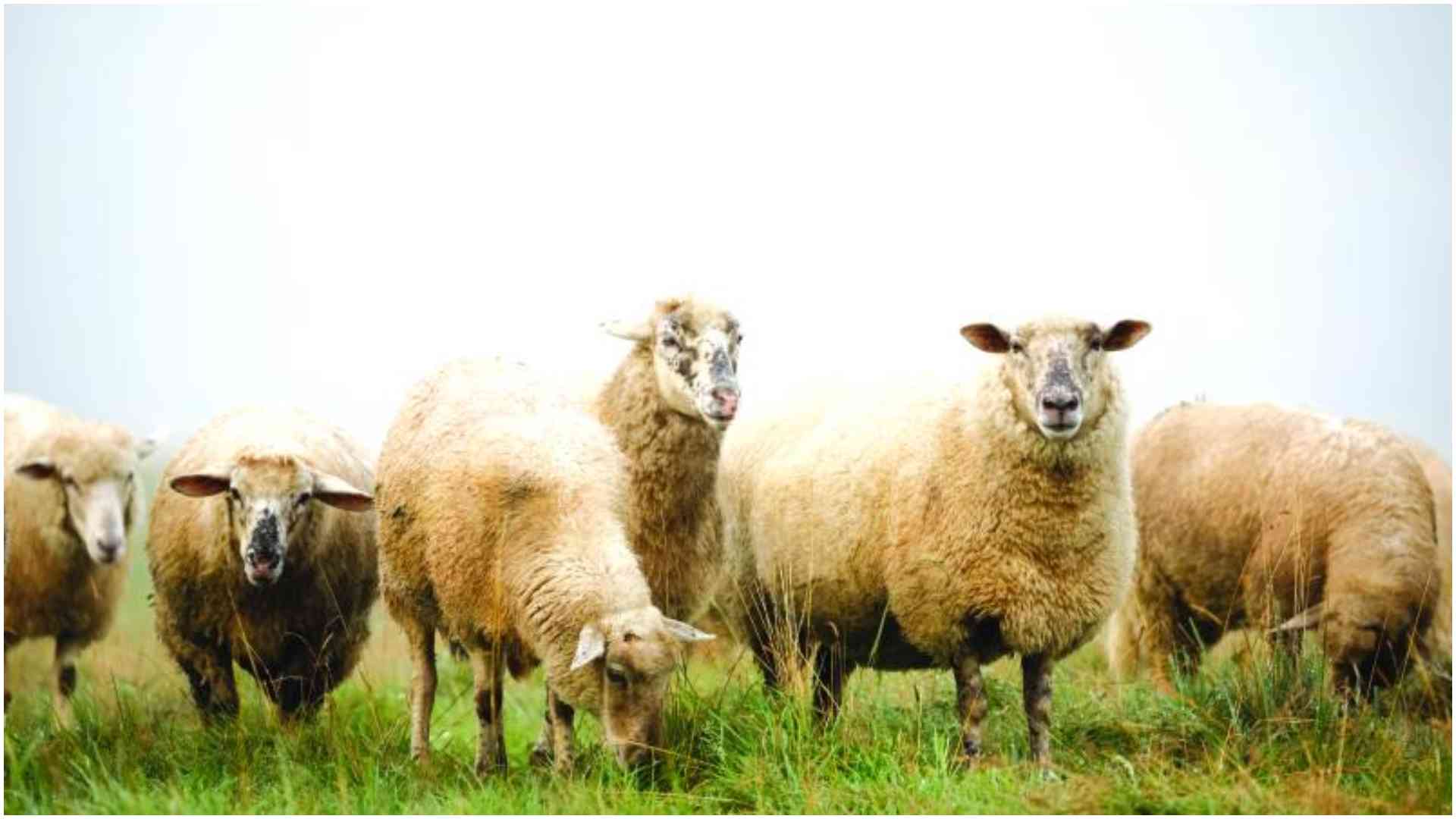 Eldoret couple, son, jailed for killing sheep theft suspect