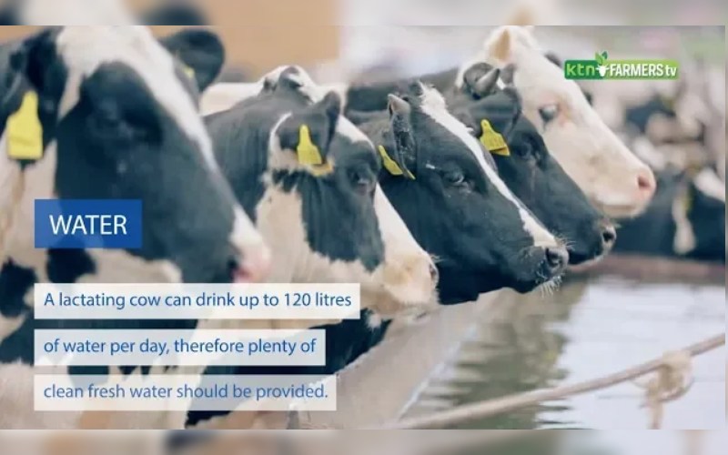 Tips for maximum milk production for dairy farmers