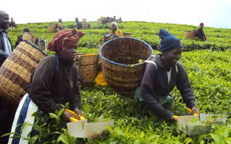Tea prices, bonus expectations and the road ahead