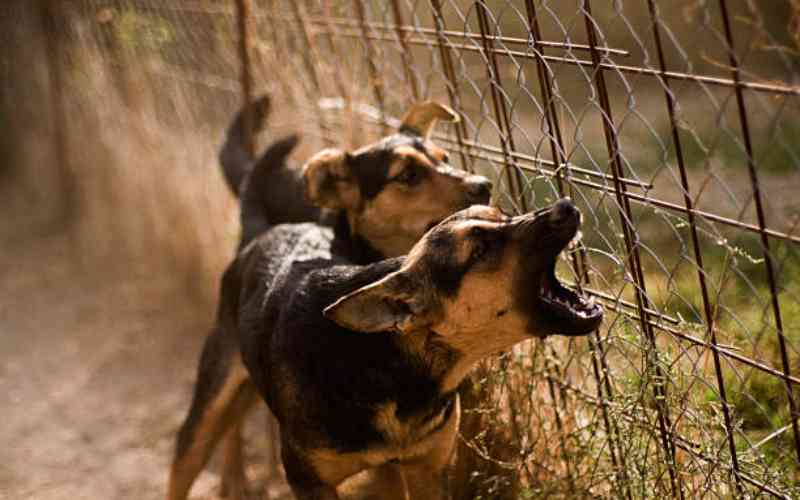 Court dismisses case between neighbors sparked by dogs barking