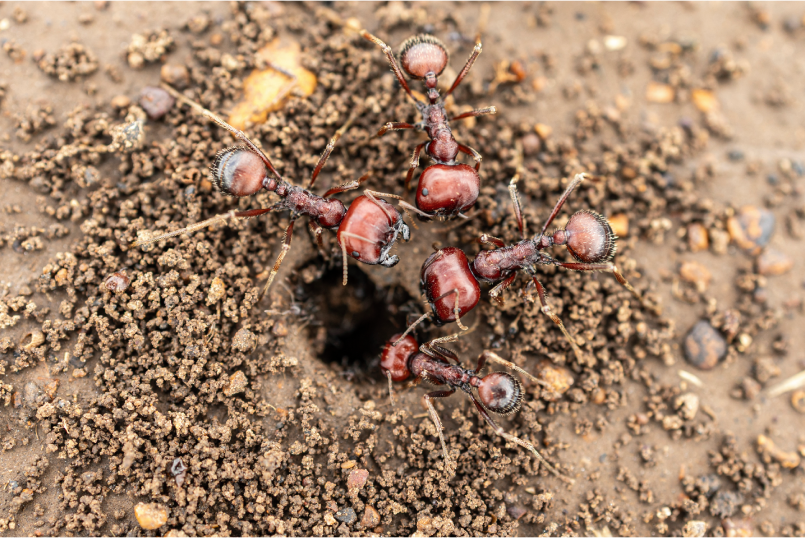 Kenya's new poaching problem: smuggling giant harvester ants