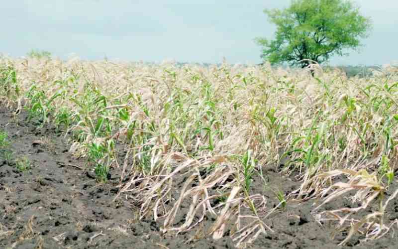 Agriculture insurance lessening farmers' pain as climate changes