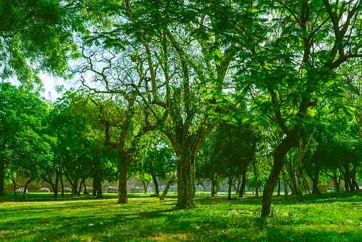 Cool cities need the right green :Not just more trees