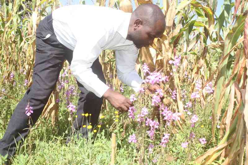 Over 13,000 farmers in Kakamega embrace eco-friendly approach to eradicate Striga